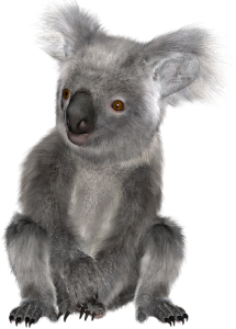 a cute koala bear